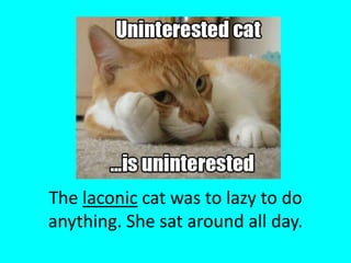 The laconic cat was to lazy to do anything. She sat around all day.