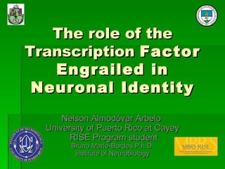 The role of the Transcription  Factor Engrailed in Neuronal Identity Nelson Almodóvar Arbelo  University of Puerto Rico at Cayey RISE Program student Bruno Marie-Bordes P.h.D. Institute of Neurobiology 