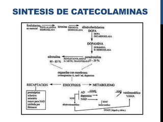 SINTESIS DE CATECOLAMINAS
 