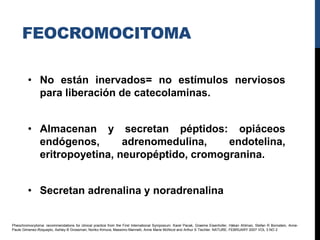 FEOCROMOCITOMA

         • No están inervados= no estímulos nerviosos
           para liberación de catecolaminas.


         • Almacenan y secretan péptidos: opiáceos
           endógenos,       adrenomedulina,    endotelina,
           eritropoyetina, neuropéptido, cromogranina.


         • Secretan adrenalina y noradrenalina


Pheochromocytoma: recommendations for clinical practice from the First International Symposium. Karel Pacak, Graeme Eisenhofer, Håkan Ahlman, Stefan R Bornstein, Anne-
Paule Gimenez-Roqueplo, Ashley B Grossman, Noriko Kimura, Massimo Mannelli, Anne Marie McNicol and Arthur S Tischler. NATURE. FEBRUARY 2007 VOL 3 NO 2
 