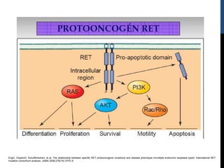 EngC, ClaytonD, SchuffeneckerI, et al. The relationship between specific RET protooncogene mutations and disease phenotype inmultiple endocrine neoplasia type2. International RET
mutation consortium analysis. JAMA 2006;276(19):1575–9.
 