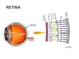 RETINA
 