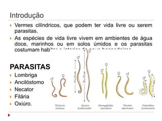 Introdução
 Vermes cilíndricos, que podem ter vida livre ou serem
parasitas.
 As espécies de vida livre vivem em ambientes de água
doce, marinhos ou em solos úmidos e os parasitas
costumam habitar o interior de seus hospedeiros.
PARASITAS
 Lombriga
 Ancilóstomo
 Necator
 Filária
 Oxiúro.
 