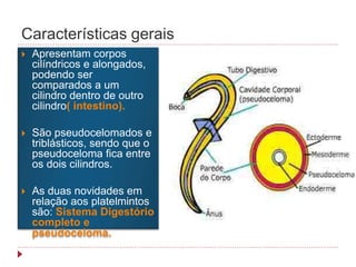 Características gerais
 Apresentam corpos
cilíndricos e alongados,
podendo ser
comparados a um
cilindro dentro de outro
cilindro( intestino).
 São pseudocelomados e
triblásticos, sendo que o
pseudoceloma fica entre
os dois cilindros.
 As duas novidades em
relação aos platelmintos
são: Sistema Digestório
completo e
pseudoceloma.
 