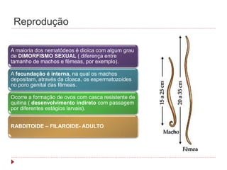 Reprodução
A maioria dos nematódeos é dioica com algum grau
de DIMORFISMO SEXUAL ( diferença entre
tamanho de machos e fêmeas, por exemplo).
A fecundação é interna, na qual os machos
depositam, através da cloaca, os espermatozoides
no poro genital das fêmeas.
Ocorre a formação de ovos com casca resistente de
quitina ( desenvolvimento indireto com passagem
por diferentes estágios larvais).
RABDITOIDE – FILAROIDE- ADULTO
 