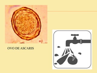 OVO DE ASCARIS
 