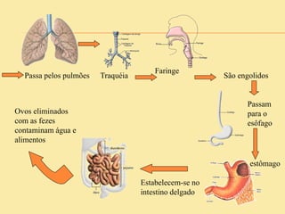 Passa pelos pulmões Traquéia
Faringe
São engolidos
Passam
para o
esôfago
Estabelecem-se no
intestino delgado
estômago
Ovos eliminados
com as fezes
contaminam água e
alimentos
 