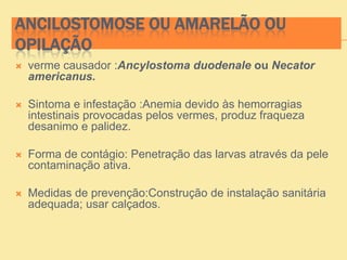 ANCILOSTOMOSE OU AMARELÃO OU
OPILAÇÃO
 verme causador :Ancylostoma duodenale ou Necator
americanus.
 Sintoma e infestação :Anemia devido às hemorragias
intestinais provocadas pelos vermes, produz fraqueza
desanimo e palidez.
 Forma de contágio: Penetração das larvas através da pele
contaminação ativa.
 Medidas de prevenção:Construção de instalação sanitária
adequada; usar calçados.
 