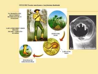 FEZES COM
OVOS
LARVAS NO
SOLO
PENETRAÇÃO
ATRAVÉS DA PELE
CICLO DO Necator americanus e Ancylostoma duodenale
LARVA PERCORRE VÁRIOS
ÓRGÃOS:
FIGADO – CORAÇÃO -
PULMÕES
NA TRAQUÉIA SÃO
DEGLUTIDOS E
RETORNAM PARA O
INTESTINO
 