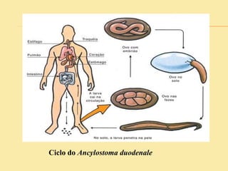 Ciclo do Ancylostoma duodenale
 