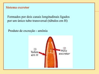 Sistema excretor
Formados por dois canais longitudinais ligados
por um único tubo transversal (túbulos em H)
Produto de excreção - amônia
 