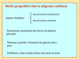 Bicho geográfico (larva migrans cutânea)
Agente etiológico
Ancylostoma caninum
Ancylostoma braziliensis
Transmissão: penetração das larvas do parasita
pela pele
Sintomas: prurido e formação de galerias sob a
pele
Profilaxia: evitar contato direto com areia ou terra
 