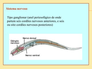 Sistema nervoso
Tipo ganglionar (anel periesofágico de onde
partem seis cordões nervosos anteriores, e seis
ou oito cordões nervosos posteriores)
 