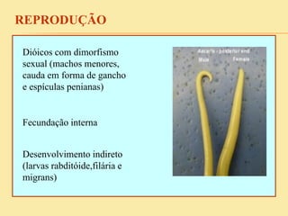 REPRODUÇÃO
Dióicos com dimorfismo
sexual (machos menores,
cauda em forma de gancho
e espículas penianas)
Fecundação interna
Desenvolvimento indireto
(larvas rabditóide,filária e
migrans)
 