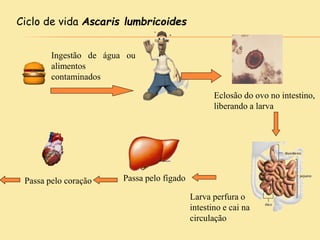 Ciclo de vida Ascaris lumbricoides
Ingestão de água ou
alimentos
contaminados
Eclosão do ovo no intestino,
liberando a larva
Larva perfura o
intestino e cai na
circulação
Passa pelo fígadoPassa pelo coração
 