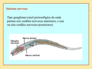 Sistema nervoso
Tipo ganglionar (anel periesofágico de onde
partem seis cordões nervosos anteriores, e seis
ou oito cordões nervosos posteriores)
 