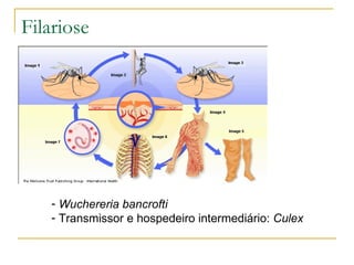 Filariose Wuchereria bancrofti Transmissor e hospedeiro intermediário:  Culex 