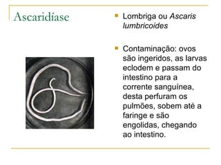 Ascaridíase Lombriga ou  Ascaris lumbricoides Contaminação: ovos são ingeridos, as larvas eclodem e passam do intestino para a corrente sanguínea, desta perfuram os pulmões, sobem até a faringe e são engolidas, chegando ao intestino. 