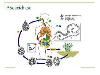 Ascaridíase 