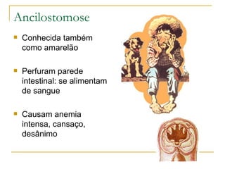 Ancilostomose Conhecida também como amarelão Perfuram parede intestinal: se alimentam de sangue Causam anemia intensa, cansaço, desânimo 