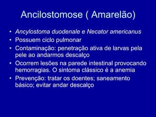 Ancilostomose ( Amarelão) Ancylostoma duodenale e Necator americanus Possuem ciclo pulmonar Contaminação: penetração ativa de larvas pela pele ao andarmos descalço Ocorrem lesões na parede intestinal provocando hemorragias. O sintoma clássico é a anemia Prevenção: tratar os doentes; saneamento básico; evitar andar descalço 
