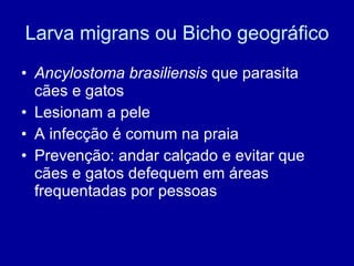 Larva migrans ou Bicho geográfico Ancylostoma brasiliensis  que parasita cães e gatos Lesionam a pele A infecção é comum na praia Prevenção: andar calçado e evitar que cães e gatos defequem em áreas frequentadas por pessoas 
