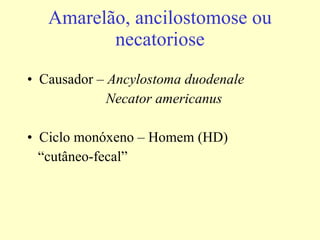 Amarelão, ancilostomose ou necatoriose Causador –  Ancylostoma duodenale Necator americanus Ciclo monóxeno – Homem (HD) “ cutâneo-fecal” 
