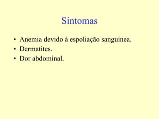 Sintomas Anemia devido à espoliação sanguínea. Dermatites. Dor abdominal. 