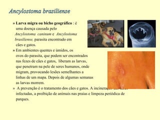 » Larva migra ou bicho geográfico  : é  uma doença causada pelo Ancylostoma  caninum  e  Ancylostoma  brasiliense,  parasita encontrado em  cães e gatos.  »  Em ambientes quentes e úmidos, os  ovos do parasita, que podem ser encontrados nas fezes de cães e gatos,  liberam as larvas,  que penetram na pele de seres humanos, onde  migram, provocando lesões semelhantes a linhas de um mapa. Depois de algumas semanas as larvas morrem.  »  A prevenção é o tratamento dos cães e gatos. A incineração das fezes  infectadas, a proibição de animais nas praias e limpeza periódica de  parques. 