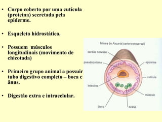 Corpo coberto por uma cutícula (proteína) secretada pela epiderme. Esqueleto hidrostático. Possuem  músculos longitudinais (movimento de chicotada) Primeiro grupo animal a possuir tubo digestivo completo – boca e ânus. Digestão extra e intracelular. 
