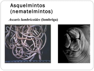 Asquelmintos (nematelmintos) Ascaris lumbricoides  (lombriga) 