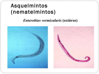 Asquelmintos (nematelmintos) Enterobius vermicularis  (oxiúrus) 