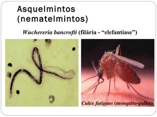 Asquelmintos (nematelmintos) Wuchereria bancrofti  (filária - “elefantíase”) Culex fatigans  (mosquito-palha) 