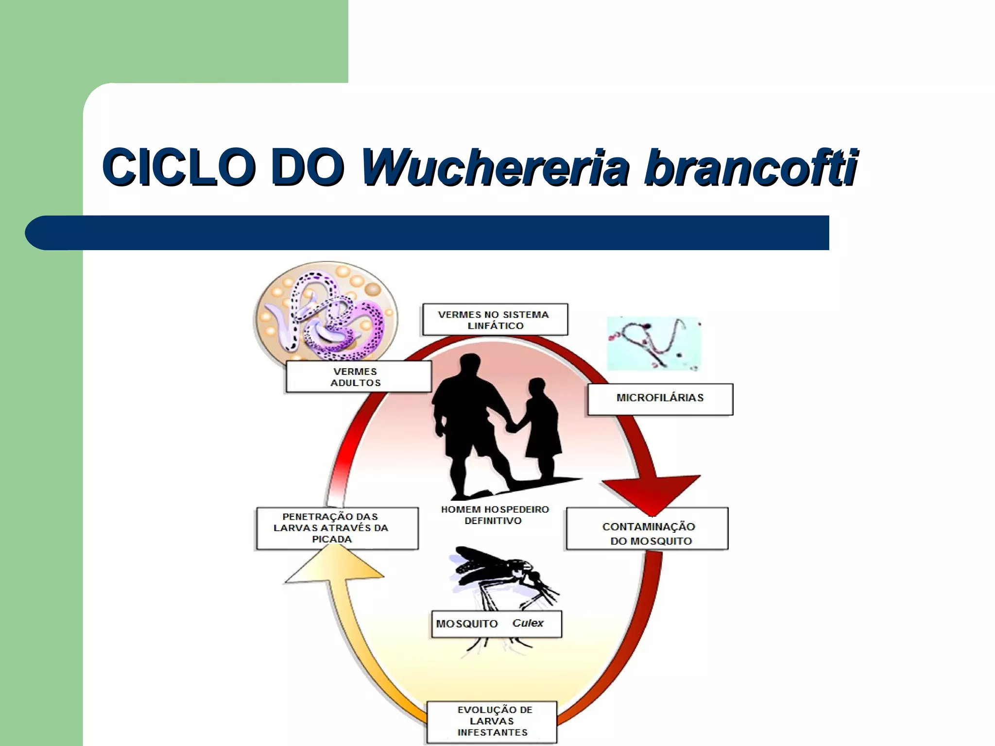 CICLO DO Wuchereria brancofti