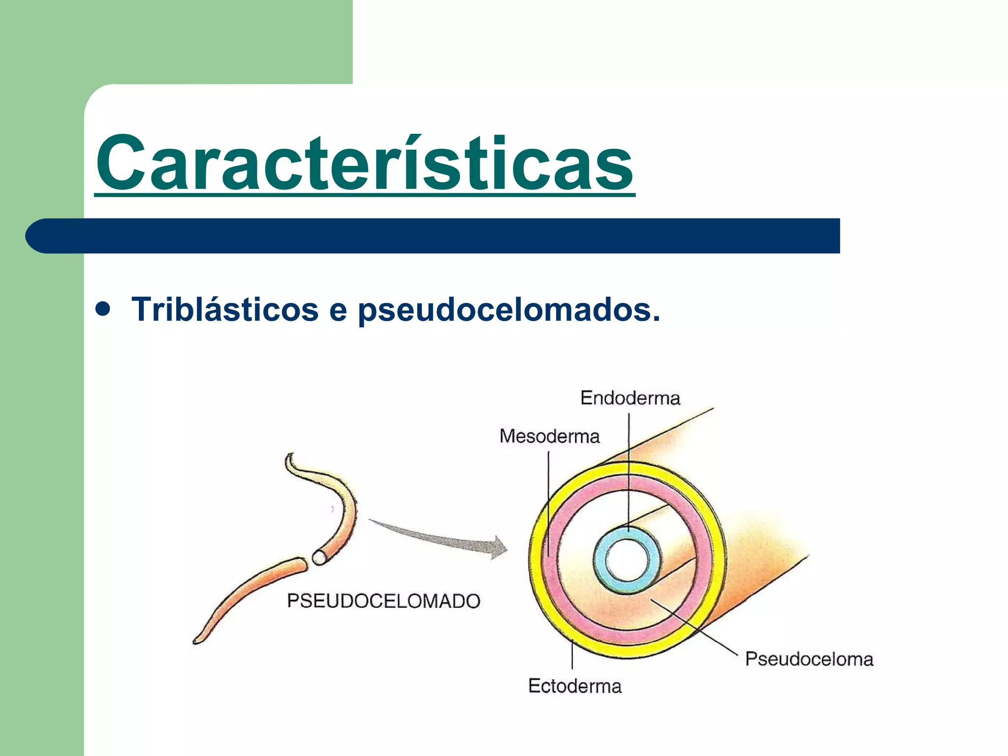 Características Triblásticos e pseudocelomados.