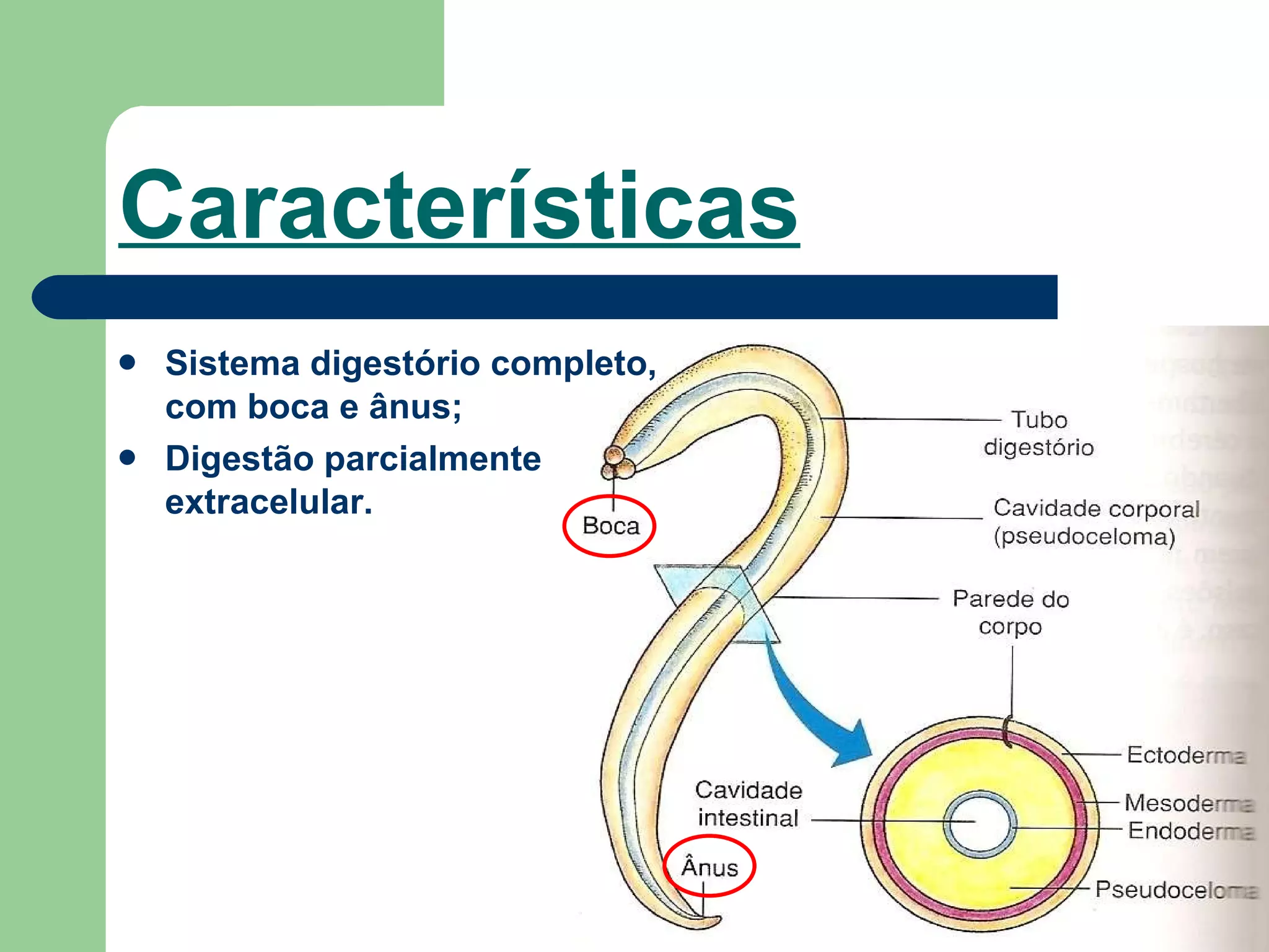 Características Sistema digestório completo, com boca e ânus; Digestão parcialmente extracelular.