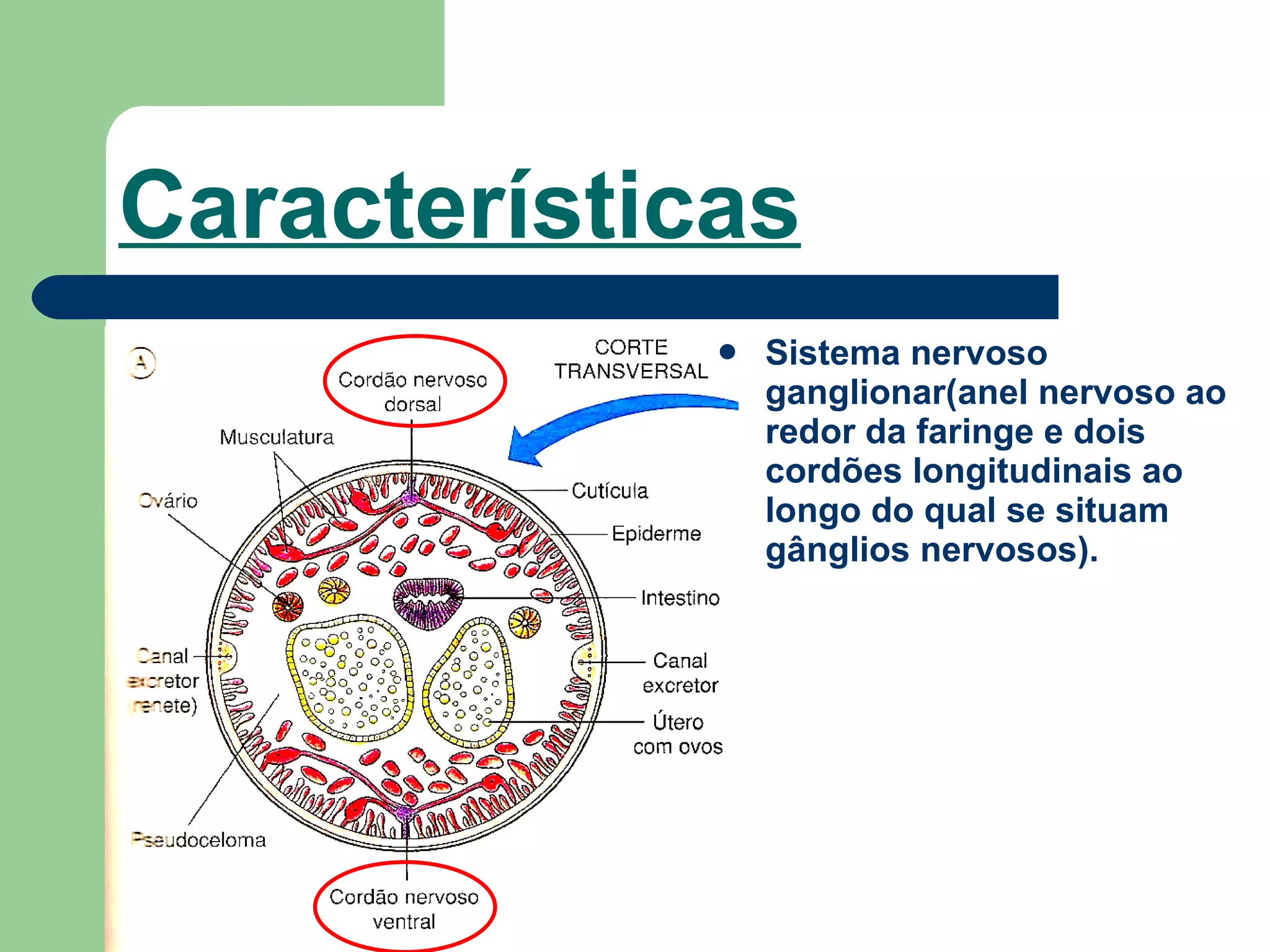 Características Sistema nervoso ganglionar(anel nervoso ao redor da faringe e dois cordões longitudinais ao longo do qual se situam gânglios nervosos).