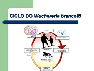 CICLO DO  Wuchereria brancofti 