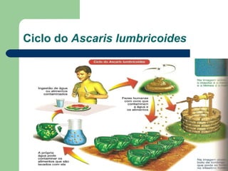 Ciclo do  Ascaris lumbricoides 