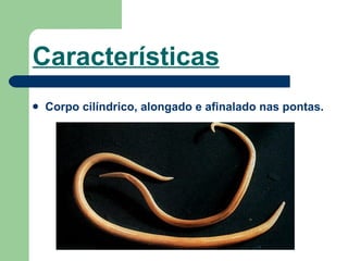 Características Corpo cilíndrico, alongado e afinalado nas pontas. 
