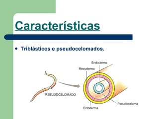 Características Triblásticos e pseudocelomados. 