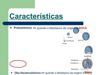 Características Protostómico Obs:Deuterostómico =>  quando o blastóporo da origem a   ÁNUS =>  quando o blastóporo da origem a   BOCA 