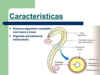 Características Sistema digestório completo, com boca e ânus;  Digestão parcialmente  extracelular. 
