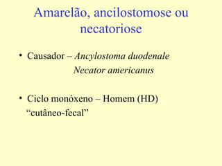 Amarelão, ancilostomose ou
          necatoriose
• Causador – Ancylostoma duodenale
             Necator americanus

• Ciclo monóxeno – Homem (HD)
  “cutâneo-fecal”
 
