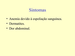Sintomas
• Anemia devido à espoliação sanguínea.
• Dermatites.
• Dor abdominal.
 