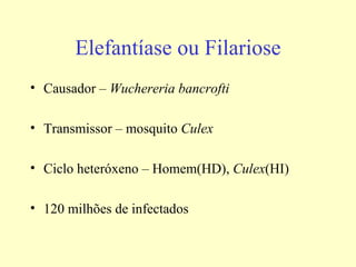 Elefantíase ou Filariose
• Causador – Wuchereria bancrofti

• Transmissor – mosquito Culex

• Ciclo heteróxeno – Homem(HD), Culex(HI)

• 120 milhões de infectados
 