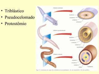 • Triblástico
• Pseudocelomado
• Protostômio
 