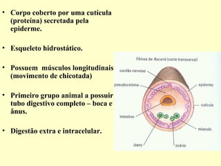 • Corpo coberto por uma cutícula
  (proteína) secretada pela
  epiderme.

• Esqueleto hidrostático.

• Possuem músculos longitudinais
  (movimento de chicotada)

• Primeiro grupo animal a possuir
  tubo digestivo completo – boca e
  ânus.

• Digestão extra e intracelular.
 