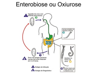 Enterobiose ou Oxiurose
 