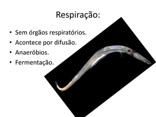 Respiração:
•   Sem órgãos respiratórios.
•   Acontece por difusão.
•   Anaeróbios.
•   Fermentação.
 